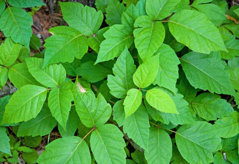 Poison Ivy Removal in Honolulu, HI