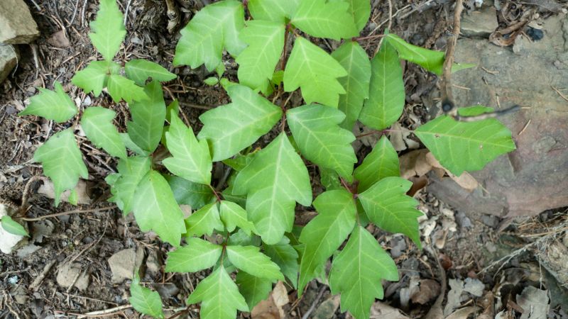 Poison Ivy Removal in Bucks County, PA