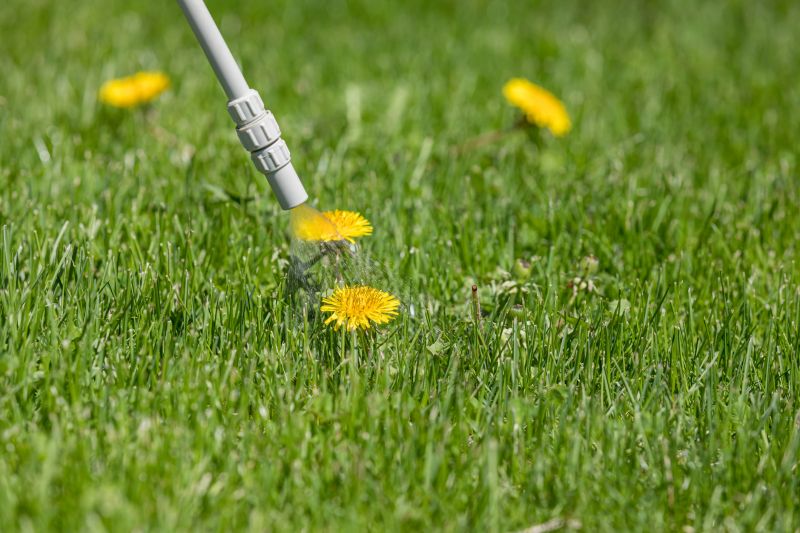 Crabgrass Removal in Ventura County, CA