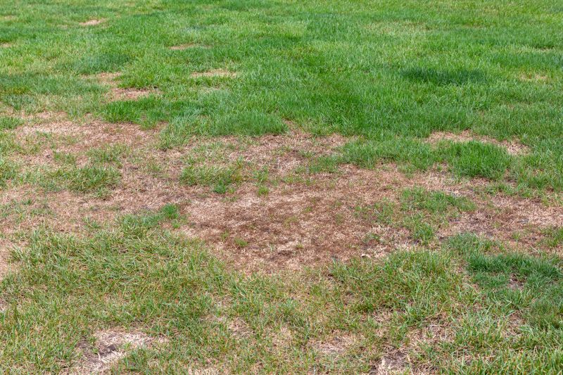 Grub Control in Ventura County, CA