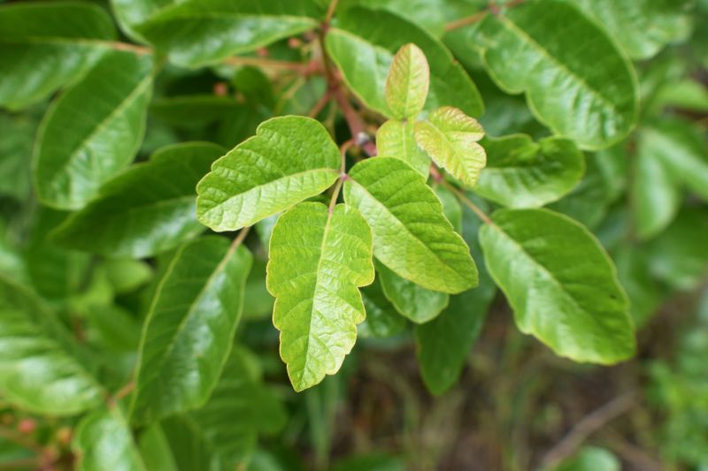 Hemlock Removal in Lancaster, PA