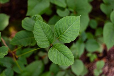 Poison Ivy Removal in Newark, DE