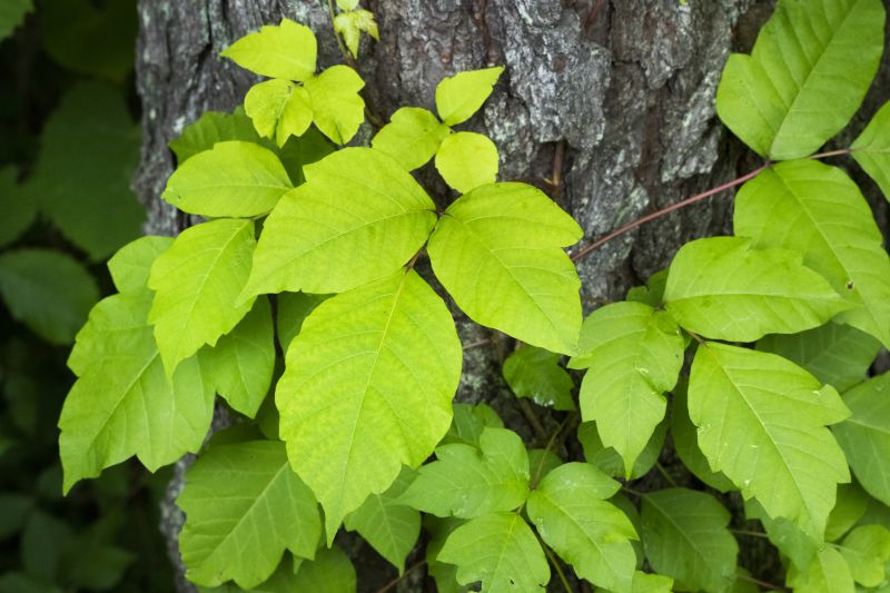 Poison Ivy Removal in West Chester, PA