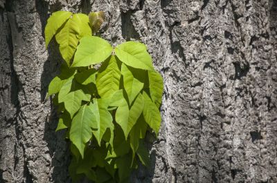 Poison Oak Removal in Harford County, MD