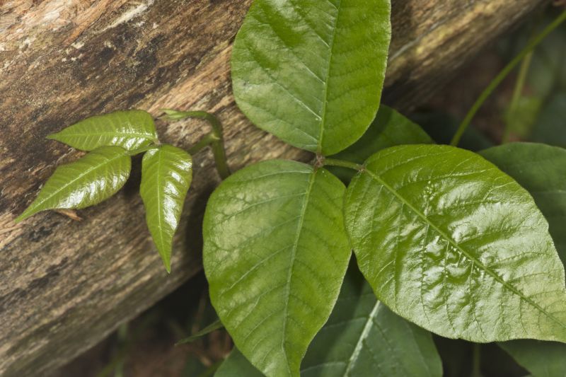 Poison Oak Removal in Ventura County, CA