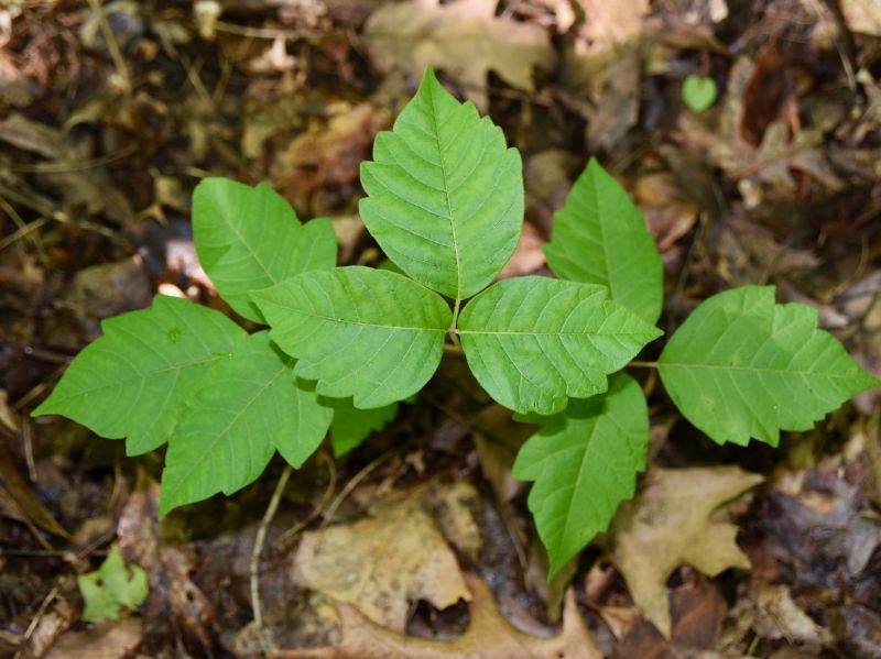 Poison Oak Removal in Lancaster County, PA