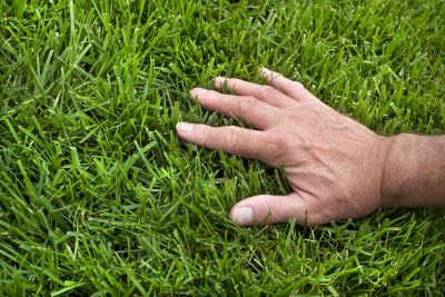 Spring Lawn Fertilizing in Ventura County, CA